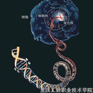 科普园地——为什么知识和技能不能遗传？